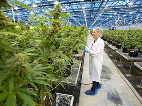 A Hexo Corp. employee examines cannabis plants in one of the company's greenhouses, seen during a tour of the facility, Thursday, October 11, 2018 in Masson Angers, Que. Hexo Corp. says its ongoing plan to streamline the cannabis business and cut costs includes the reduction of hundreds of jobs.THE CANADIAN PRESS/Adrian Wyld