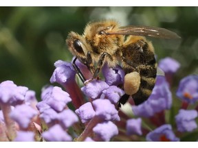 An Apis mellifera honey bee.  Photographer: Sean Gallup/Getty Images&ampnbsp;