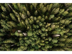 Aerial view of trees in a forest  Photographer: Roni Rekomaa/Bloomberg