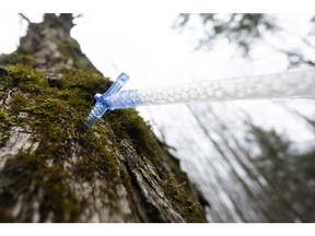 A tree is tapped to collect sap in Bromont, Quebec, Canada. Photographer: Christinne Muschi/Bloomberg