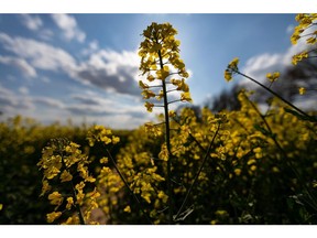 A field of rapeseed. Photographer: Krisztian Bocsi/Bloomberg
