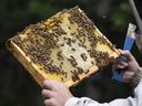 Imker Kevin Nixon inspiziert am 24. Juni 2022 einen seiner Bienenstöcke in der Nähe von Penhold, Alta.