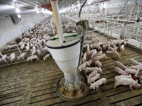 FILE - Hogs feed in a pen in a concentrated animal feeding operation, or CAFO, on the Gary Sovereign farm, in Lawler, Iowa on Oct. 31, 2018. The Iowa Supreme Court on Thursday, June 30, 2022, reversed a longstanding precedent that allowed landowners to sue for damages when a neighboring hog farm causes water pollution or odor problems that affect quality of life. The court concluded, 4-3, that a 2004 decision was wrong..