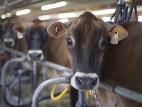 Cows are milked at a farm in Quebec.