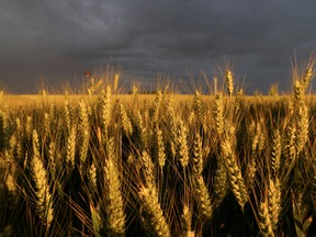 Weizenähren während des Sonnenuntergangs auf einem Feld in Ecoust-Saint-Mein, Frankreich, 22. Juni 2022.