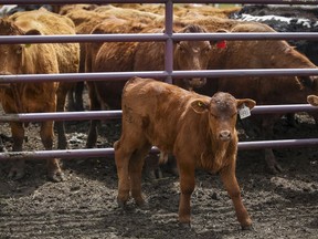 Cattle are seen at a farm near Cremona, Alta., on May 28, 2020. A group representing Canadian ranchers says their industry has been unfairly singled out by proposed new regulations that if enacted, would require packaged ground beef to be sold with a health warning label.