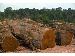 Cut logs sit at a sawmill in Anapu, Brazil, on Thursday, Dec. 18, 2014. The rate of deforestation Brazil's Amazon rain forest dropped 18 percent over the last year, according to a report by the country's environment minister in November.