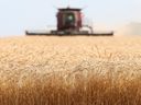 Spring wheat is harvested on a farm near Beausejour, Manitoba.