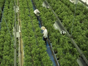 Staff work in a marijuana grow room at Canopy Growth facility in Smiths Falls, Ont. on Thursday, Aug. 23, 2018.&ampnbsp;Canopy Growth Corp. has signed a deal to swap C$255.4 million of its debt for shares and a little bit of cash.