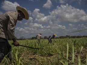 FILE - Farmers use machetes to weed a sugar cane field in Madruga, Cuba, Thursday, April 29, 2021. According to local authorities, Cuba has been able to reach only half of its sugar production plan for 2022, far from the huge harvests from many decades ago, the Caribbean island nation will only be able to cover its local market and will not export any of its sugar production to foreign markets.