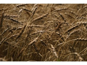 Wheat ready for harvesting in Culver, Kansas, US, on Wednesday, June 29, 2022. Crop futures sank in the US, with wheat closing the week at levels not seen since before Russia's invasion of Ukraine, as concern mounts that a global economic slump might hobble demand for farm commodities.