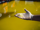 A visitors holds lithium concentrate at a mine in Chile. Tesla founder Elon Musk is calling for more investment in lithium refining which produces critical elements needed for batteries.