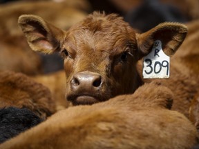 Calves on the Bird family's cattle farm near Cremona, Alta., Thursday, May 28, 2020. The group representing Canada's beef industry has changed its name to be more gender-inclusive. It will be known as the Canadian Cattle Association.