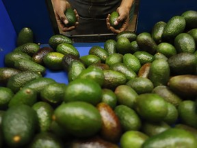 FILE - A worker selects avocados at a packing plant in Uruapan, Michoacan state, Mexico, Wednesday, Feb. 16, 2022. U.S. consumers will get the chance to try avocados from Jalisco state, after 25 years in which neighboring Michoacan has been the only Mexican state authorized to send the green fruit to the U.S. market.