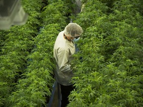 Mitarbeiter arbeiten in einem Marihuana-Anbauraum in der Tweed-Anlage von Canopy Growths in Smiths Falls, Ontario.