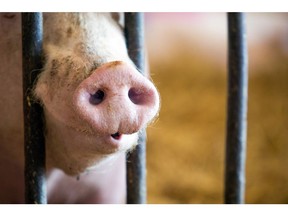 The European Food Safety Authority recommended that minimum space allowance for pigs should be increased. Photographer: Chris Ratcliffe/Bloomberg