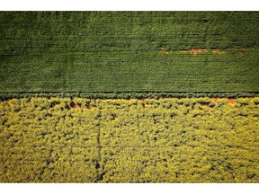 Canola and wheat grow in fields at a farm in this aerial photograph taken near Gunnedah, New South Wales, Australia on Monday, Aug. 24, 2020. Another paltry rapeseed harvest in Europe is tightening global supplies even as crops swell abroad. Australia's crop has benefited from autumn rains and its supply will be needed due to EU crop restrictions, according to Cheryl Kalisch Gordon, senior grains and oilseeds analyst at Rabobank. Photographer: David Gray/Bloomberg