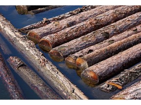 Logs float on the Yenisei River as part of a large timber raft close to the Lesosibirsk Woodworking Plant, operated by Segezha Group, in Lesosibirsk, Russia, on Wednesday, July 14, 2021. Lumber futures have been plunging lately, having completely erased the meteoric gains seen in 2021. Photographer: Andrey Rudakov/Bloomberg