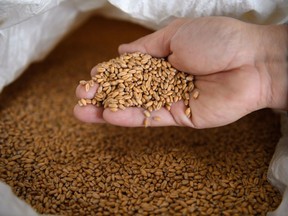 Harvested wheat grain in Kumagaya, where