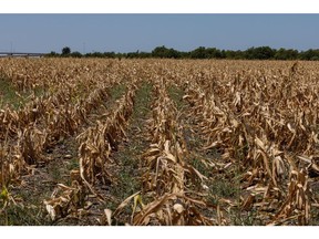 Corn crops that died due to extreme heat and drought during a heatwave in Austin, Texas, US, on Monday, July 11, 2022. Texas residents and businesses, including the biggest names in oil, autos and technology, are being asked to conserve electricity Monday afternoon during a heat wave that's expected to push the state's grid near its breaking point.