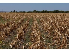 Parched farms from China to Iowa put pressure on food prices 2 Dead corn crops due to extreme heat and drought during a heat wave in Austin, Texas, U.S., Monday, July 11, 2022. Texas residents and businesses, including larger Oil, auto and tech names are urged to conserve power Monday afternoon during a heat wave that is expected to push the state's grid near breaking point.