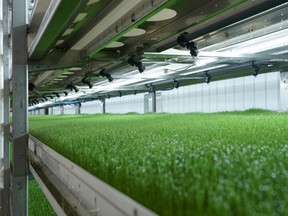 A dozen HydroGreen Automated Vertical Pastures™ produce 25 million pounds of high-energy fresh forage a year. SUPPLIED