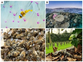 Beneficial Microorganisms benefit diverse forms of life, including a) marine life, b) corals, c) honeybees, and d) terrestrial land forms. Photo: KAUST