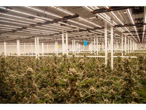With Fluence's SPYDR Series, Trichome leverages a high intensity, broad-spectrum strategy that delivers precise and uniform light to the plant canopy.
