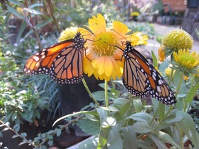 "Monarchs are an essential pillar of North America's ecosystems and a critical thread in the tapestry of life on Earth, but they're at risk like never before," said Charles Post, consulting ecologist with Hipcamp.