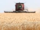 Laut Daten von Statistics Canada wird Kanadas Weizenernte voraussichtlich gegenüber dem Vorjahr deutlich anziehen.  „Das wird sich zu einer großen Ernte summieren“, sagte ein Analyst.