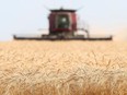 Canada's wheat harvest is forecast to rebound significantly from last year, according to data from Statistics Canada. “It’s going to add up to a big crop,” one analyst said.