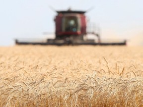 Canada's wheat harvest is forecast to rebound significantly from last year, according to data from Statistics Canada. “It’s going to add up to a big crop,” one analyst said.