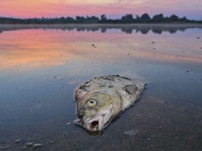 A dead fish lies in the shallow water of the German-Polish border river Oder in Lebus, Germany, Thursday, Au. 18, 2022. Germany says several substances seem to have contributed to a massive fish die-off in the Oder River that forms much of the country's border with Poland.