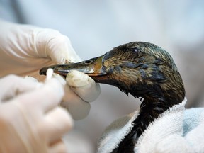 A duck gets its bill cleaned after landing in a tailings pond in 2008.