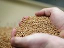 Eine Weizenprobe wird in einem Viterra-Getreidespeicher in der Nähe von Rosser, Manitoba, inspiziert.