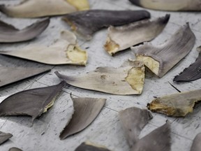 FILE - Confiscated shark fins are shown during a news conference, Thursday, Feb. 6, 2020, in Doral, Fla. A spate of recent criminal indictments highlights how U.S. companies, taking advantage of a patchwork of federal and state laws, are supplying a market for fins that activists say is as reprehensible as the now-illegal trade in elephant ivory once was.