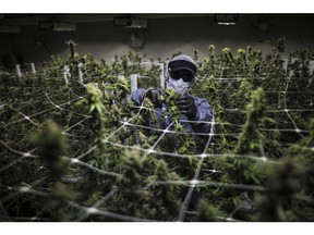 A worker wearing protective gear trims a plant at the Pideka SAS medical cannabis cultivation facility in Tocancipa, Colombia, on Tuesday, Dec. 22, 2020. Pideka, which was purchased by Ikanik Farms to become part of it's international pharmaceutical division, is a vertically integrated medical cannabis grower and the only licensed indoor producer in Colombia. Photographer: Ivan Valencia/Bloomberg