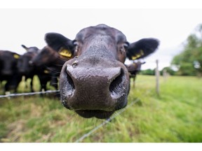 A cow peers through a fence in a field near Ulting, UK, on Tuesday, June 22, 2021.