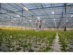 One of the larger propagators in the Netherlands, Westlandse Plantenkwekerij, implemented a hybrid lighting approach using Fluence's VYPR fixtures, resulting in increased quality and control over environmental factors.