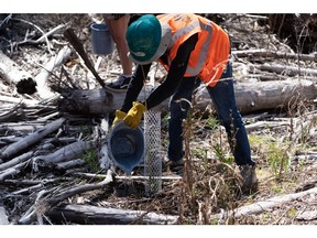 McKenzie River Regenerative Travel Project participant helps replant areas affected by wildfires.