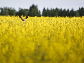 A deer stands in a canola field near Olds, Alta., Thursday, July 16, 2020. A new industry-led report suggests Canada's farmers can likely only achieve half of the federal government's targeted 30 per cent reduction in fertilizer emissions by 2030.THE CANADIAN PRESS/Jeff McIntosh