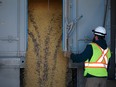 A worker unloads soybeans from a truck at a Viterra grain elevator near Rosser, Man.