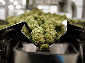 Dry cannabis flowers inside the packaging room at the Aphria Inc. Diamond facility in Leamington, Ont.