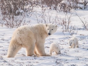 Polar bears were once used to highlight the dangers of climate change, but polar bear numbers have been increasing.