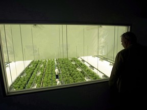 Staff work in a marijuana grow room that can be viewed by at the visitors centre at Canopy Growth's Tweed facility in Smiths Falls, Ont. on Thursday, Aug. 23, 2018. Canopy Growth Corp. is warning a U.S. holding company it wants to set up could be delisted from the Nasdaq stock exchange, which is objecting to some of its plans.