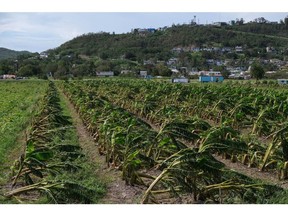 Fiona caused at least $100 million in crop damage, estimates Puerto Rico Agriculture Secretary Ramón González Beiró.