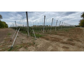 Apple Grove Irrigation