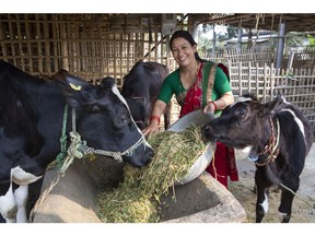 Nepalese dairy farmer taking part in climate-smart project.