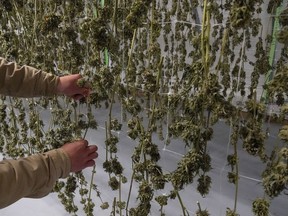 Marijuana plants for the adult recreational market are seen hanging in a drying room at a farm in Suffolk County, N.Y., Tuesday, Oct. 4, 2022. U.S. President Joe Biden says he intends to offer criminal pardons to anyone convicted of simple possession of marijuana under federal law.