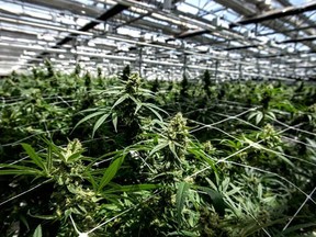 The OSC alleges that about half the total growing space at CannTrust's Pelham, Ont., facility was not licensed by Health Canada.